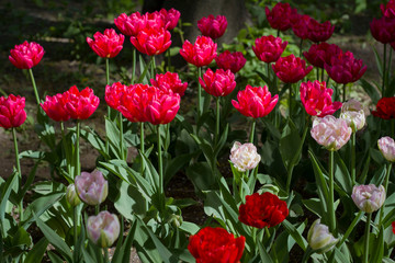 glade covered with many violet pink tulips