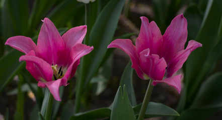large maroon-red tulips close-up