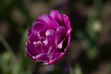 Fototapeta premium large maroon-red tulips close-up