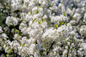 Cherry blossom branch in the garden in spring 