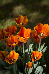 meadow lit by the sun with beautiful colorful tulips in spring.