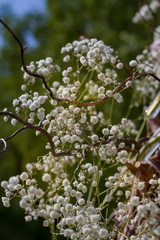  beautiful composition of white flowers on a blurred background.