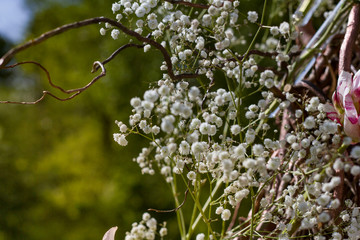  beautiful composition of white flowers on a blurred background.