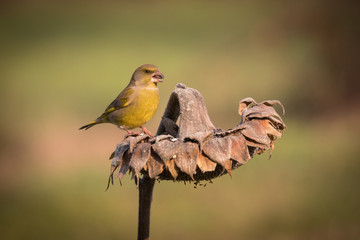 verdone posato su una pianta di girasole