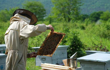 Man holding a honeycomb full of bees. Beekeeper in protective workwear inspecting frame at apiary.