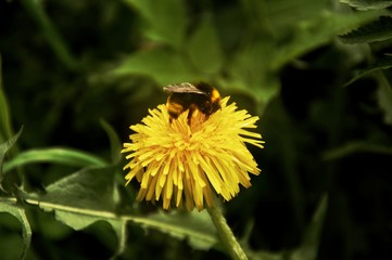 Bumblebee on a dandellion