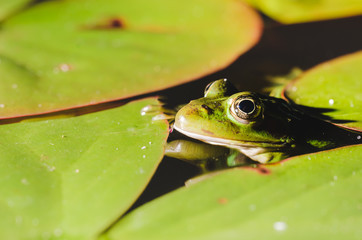 frog close up in water lilies/frog close up in green leaves of a water lily