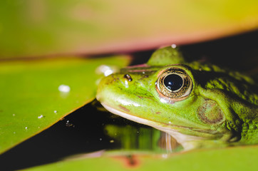 head of a frog in water lily leaves/head of a frog in water green lily leaves, close up