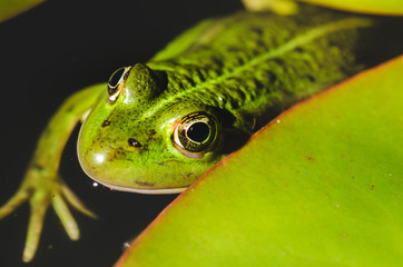 head of a frog in water lily leaves/head of a frog in water green lily leaves, close up