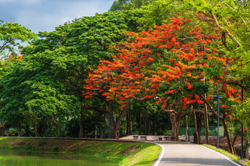 Fototapeta premium road landscape view and tropical red flowers Royal Poinciana in Ang Kaew Chiang Mai University Forested Mountain blue sky background with white clouds, Nature Road in mountain forest.