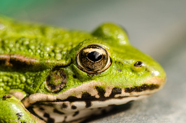 Frog in the swamp among water-lily leaves. Muzzle of a frog close up. Wild nature