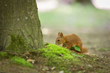 Red squirrel - (Sciurus vulgaris)
