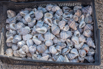 Sea snails to be sold as crafts.