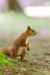 Red squirrel - (Sciurus vulgaris)