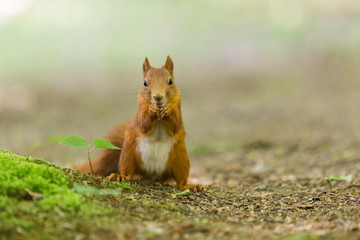 Red squirrel - (Sciurus vulgaris)