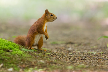 Red squirrel - (Sciurus vulgaris)