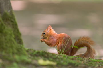 Red squirrel - (Sciurus vulgaris)