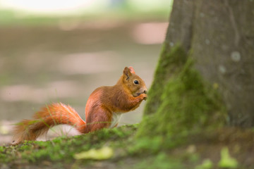 Naklejka na ściany i meble Red squirrel - (Sciurus vulgaris)