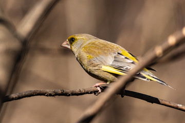 A bright greenfinch sits on a branch in the park and looks at the photographer. Urban green and yellow warbler in nature habitat. Close-up.
