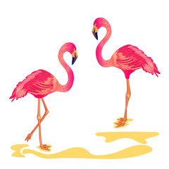 Vector Flamingos Isolated on Withe Background