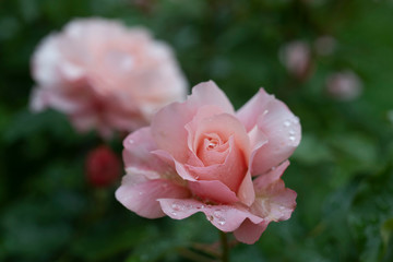 Pink roses after the rain.