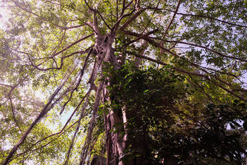 Fototapeta premium The young banyan tree takes root from the branches to the ground. Crown of a branchy tropical tree.
