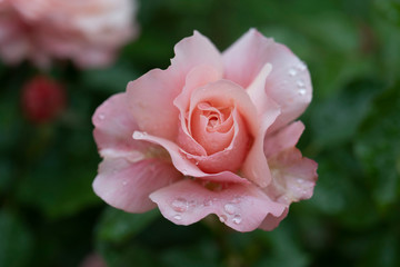 Pink roses after the rain.