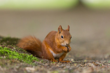 Red squirrel - (Sciurus vulgaris)