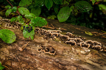 Mehrere kleine Pilze auf einem alten Baumstamm im Wald