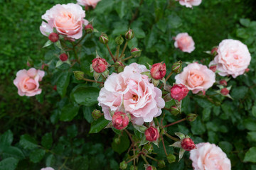 Obraz na płótnie Canvas Pink roses after the rain.