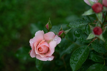 Pink roses after the rain.