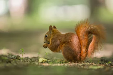 Tableau sur aluminium  Red squirrel - (Sciurus vulgaris)  © szczepank