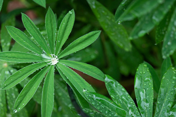 Leaves with raindrops.