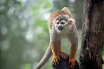 Squirrel Monkey Climbing trees in nature.