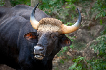 Gaur, Indian bison in the nature.