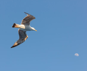a seagull  in flight seems to hit the moon /the seagull is a sea bird that lives in colonies