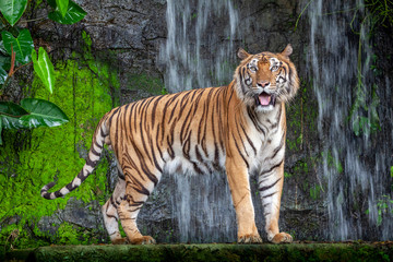 Fototapeta na wymiar Tiger action in the nature.