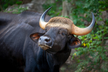  Gaur, Indian bison in the nature.