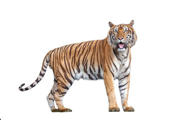 Tiger action in the nature.