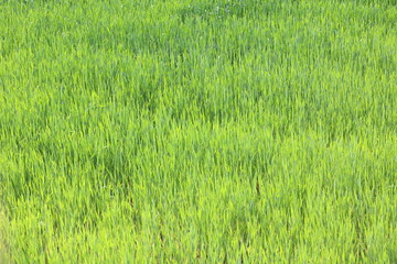 Natural green background with juicy spring green grass