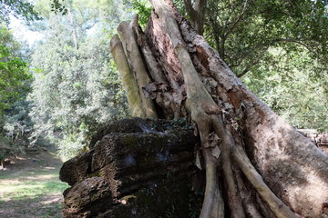 Fototapeta premium The stump of a huge tropical tree near the remains of an old building.