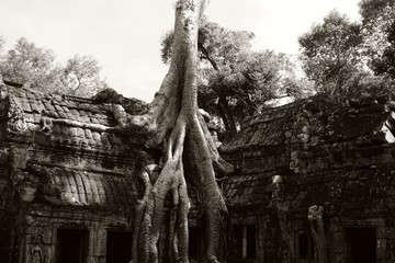 Ancient building braided by the roots of a huge tree. Dilapidated building of the Khmer Empire. The...