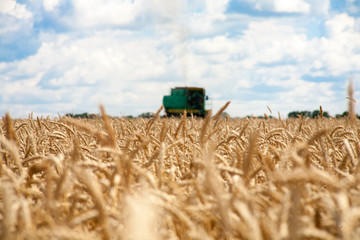 Obraz premium combine harvester working on a wheat field.