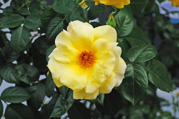 Yellow rose flowers on a background of green leaves. Natural rose bush.