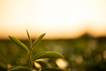 Nature view of green background in garden at morning sunlight with copy space using as background natural green plants landscape