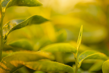 Nature view of green background in garden at morning sunlight with copy space using as background natural green plants landscape