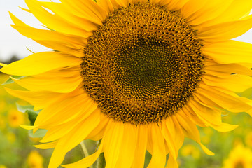 Sunflower field planted to seed for oil production.