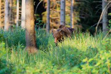 Wild Brown Bear (Ursus arctos) . Natural habitat. Slovakia