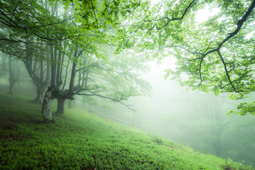 Fototapeta premium misty forest of gorbea natural park