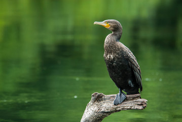 cormorant